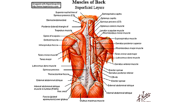 anatomical chart
